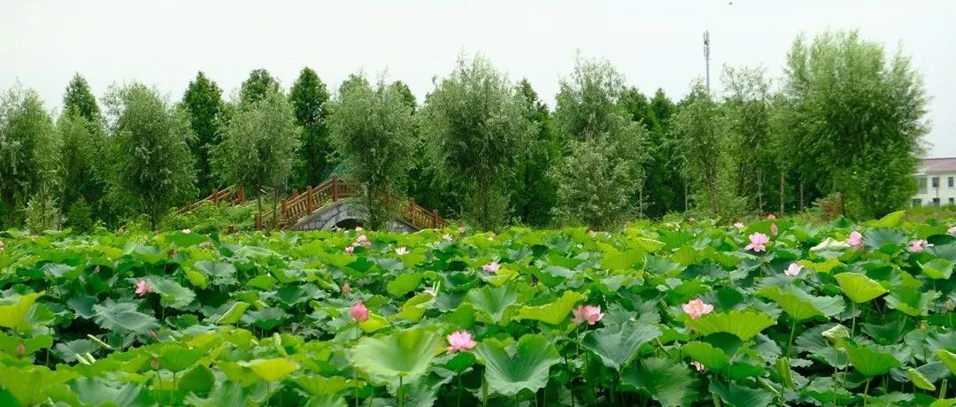 正豔粉白紅黃搖曳生姿夏日避暑好去處當屬宿豫新莊杉荷園啦碧綠的葉波